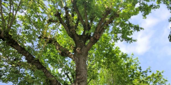 Après les arbres remarquables au pied de l’église St-Martin…