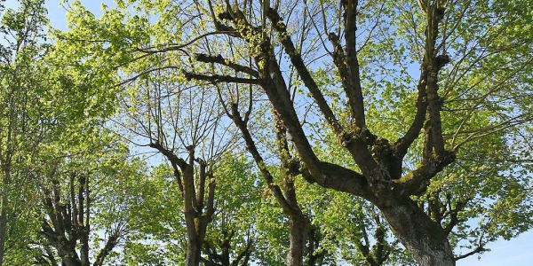 Après les arbres remarquables au pied de l’église St-Martin…