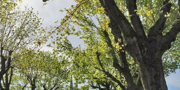 Après les arbres remarquables au pied de l’église St-Martin…