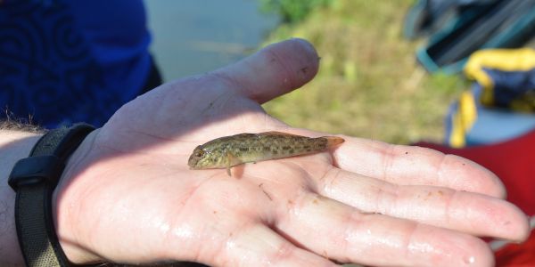 Concours de pêche de l'A.A.P.P.M.A Sarralbe