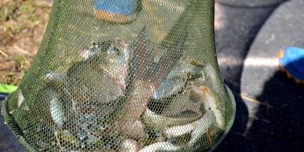 Concours de pêche de l'A.A.P.P.M.A Sarralbe