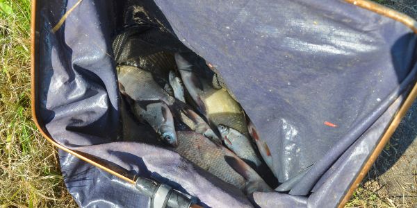 Concours de pêche de l'A.A.P.P.M.A Sarralbe