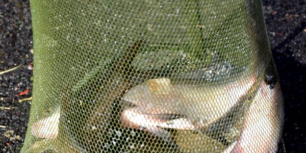 Concours de pêche de l'A.A.P.P.M.A Sarralbe