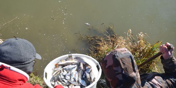 Alvinage pour l’Association de Pêche de Sarralbe