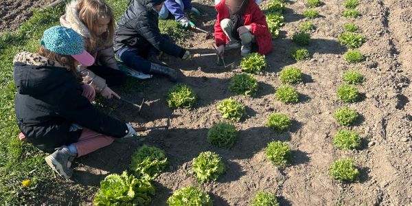 Les écoliers de Rech cultivent l’avenir au jardin partagé