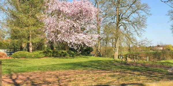 Sarralbe s'éveille sous les couleurs du printemps