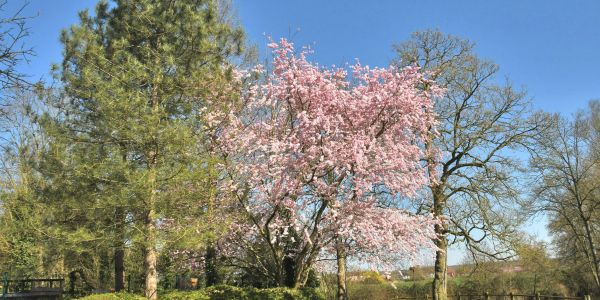 Sarralbe s'éveille sous les couleurs du printemps