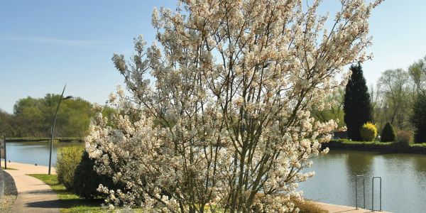 Sarralbe s'éveille sous les couleurs du printemps