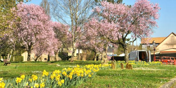 Sarralbe s'éveille sous les couleurs du printemps
