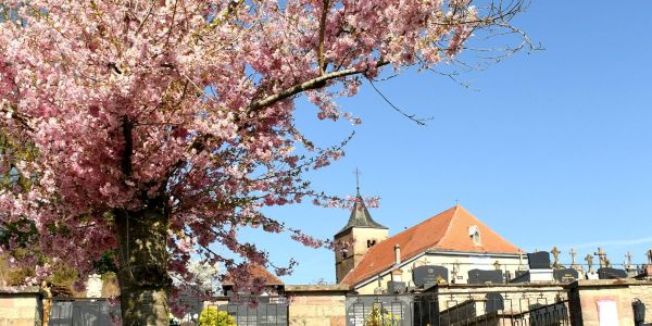 Sarralbe s'éveille sous les couleurs du printemps