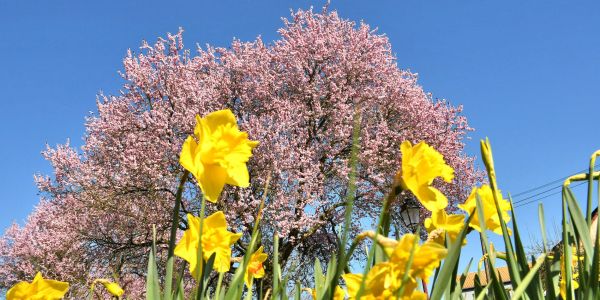 Sarralbe s'éveille sous les couleurs du printemps
