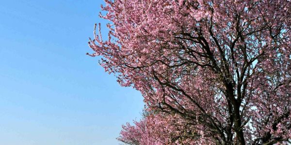 Sarralbe s'éveille sous les couleurs du printemps