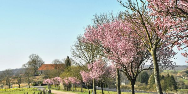 Sarralbe s'éveille sous les couleurs du printemps