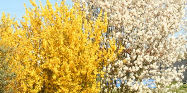 Sarralbe s'éveille sous les couleurs du printemps