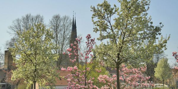 Sarralbe s'éveille sous les couleurs du printemps