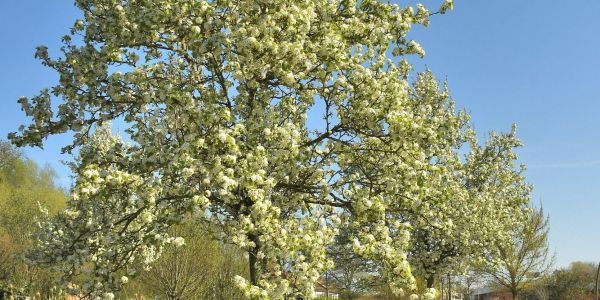 Sarralbe s'éveille sous les couleurs du printemps