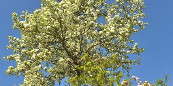 Sarralbe s'éveille sous les couleurs du printemps