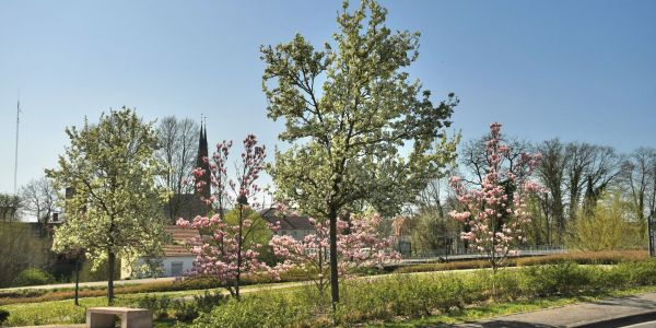 Sarralbe s'éveille sous les couleurs du printemps
