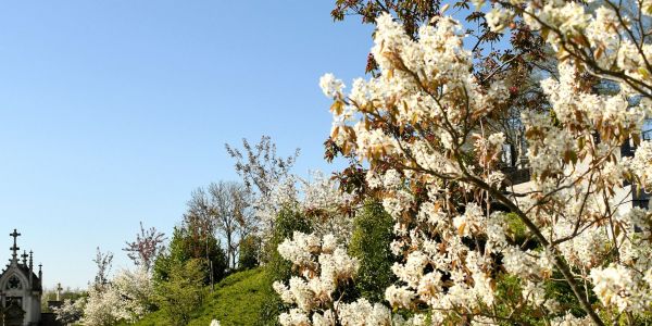 Sarralbe s'éveille sous les couleurs du printemps