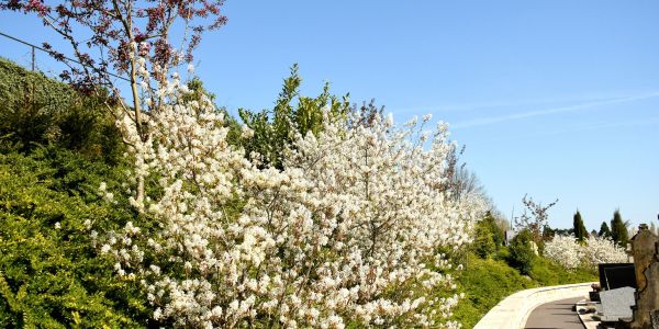 Sarralbe s'éveille sous les couleurs du printemps