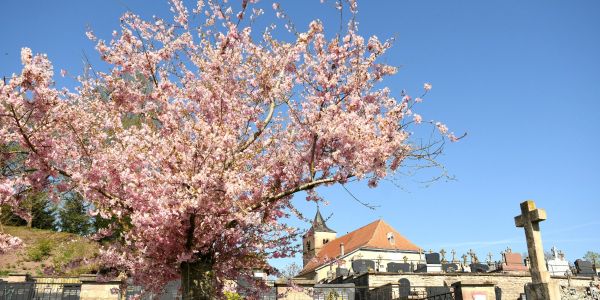 Sarralbe s'éveille sous les couleurs du printemps