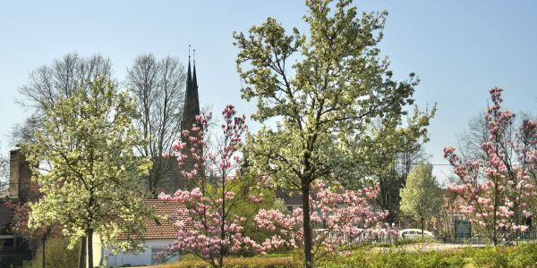 Sarralbe s'éveille sous les couleurs du printemps
