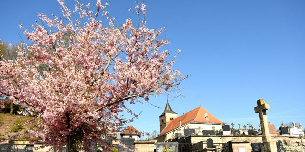 Sarralbe s'éveille sous les couleurs du printemps