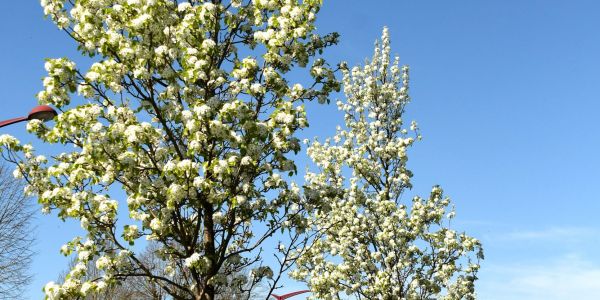 Sarralbe s'éveille sous les couleurs du printemps