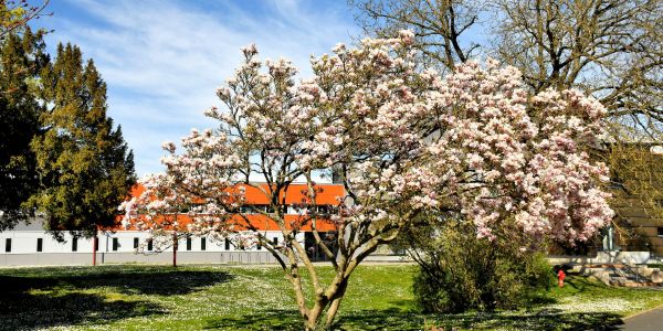 Sarralbe s'éveille sous les couleurs du printemps