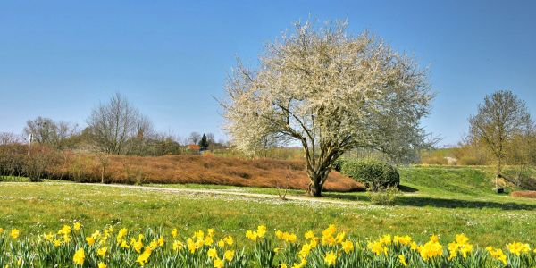 SARRALBE SE PARE DES COULEURS DU PRINTEMPS