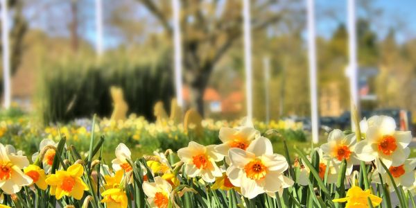 SARRALBE SE PARE DES COULEURS DU PRINTEMPS