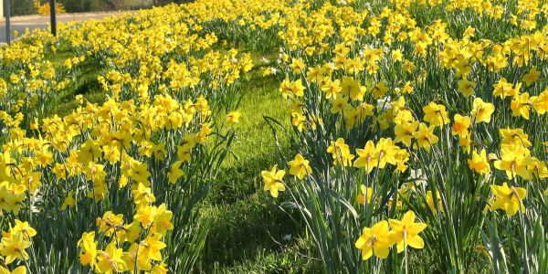 SARRALBE SE PARE DES COULEURS DU PRINTEMPS