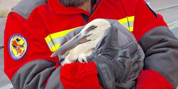 Intervention des Sapeurs-Pompiers Animaliers