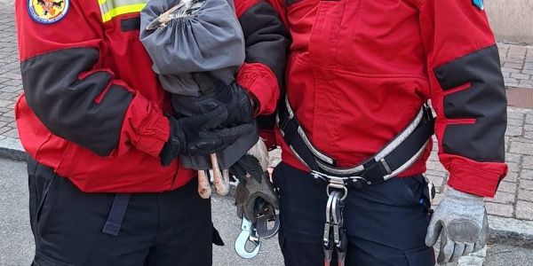 Intervention des Sapeurs-Pompiers Animaliers