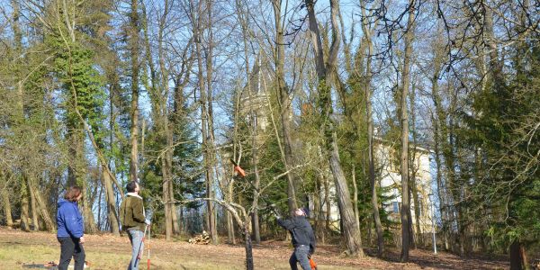 Futur parc municipal : intervention sur la végétation