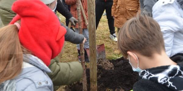 Plantation d'arbres fruitiers avec nos écoles