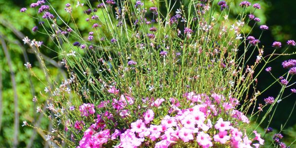 LES FLEURS ESTIVALES DE SARRALBE : ÉCLATS DE BEAUTÉ AU COEUR DE LA CHALEUR