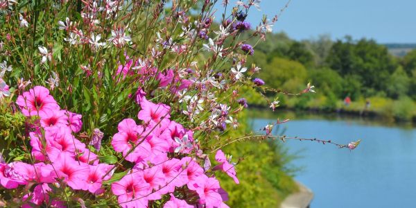 LES FLEURS ESTIVALES DE SARRALBE : ÉCLATS DE BEAUTÉ AU COEUR DE LA CHALEUR