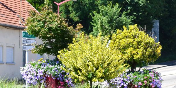 LES FLEURS ESTIVALES DE SARRALBE : ÉCLATS DE BEAUTÉ AU COEUR DE LA CHALEUR
