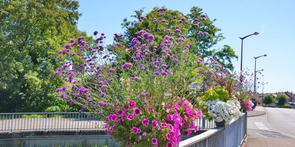 LES FLEURS ESTIVALES DE SARRALBE : ÉCLATS DE BEAUTÉ AU COEUR DE LA CHALEUR