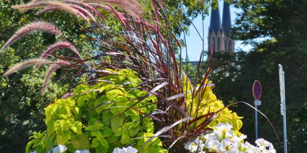 LES FLEURS ESTIVALES DE SARRALBE : ÉCLATS DE BEAUTÉ AU COEUR DE LA CHALEUR