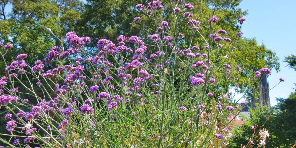 LES FLEURS ESTIVALES DE SARRALBE : ÉCLATS DE BEAUTÉ AU COEUR DE LA CHALEUR