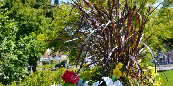 LES FLEURS ESTIVALES DE SARRALBE : ÉCLATS DE BEAUTÉ AU COEUR DE LA CHALEUR