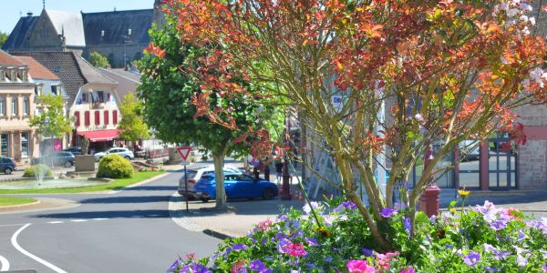 LES FLEURS ESTIVALES DE SARRALBE : ÉCLATS DE BEAUTÉ AU COEUR DE LA CHALEUR