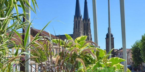 LES FLEURS ESTIVALES DE SARRALBE : ÉCLATS DE BEAUTÉ AU COEUR DE LA CHALEUR