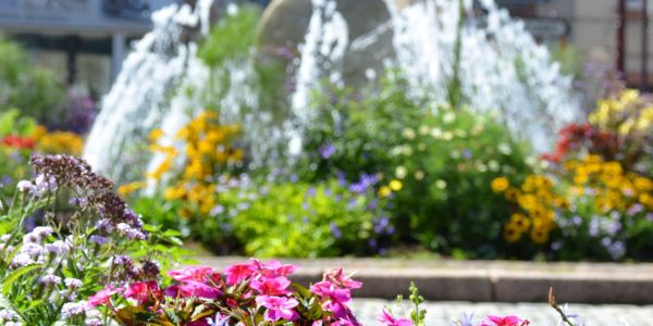 LES FLEURS ESTIVALES DE SARRALBE : ÉCLATS DE BEAUTÉ AU COEUR DE LA CHALEUR