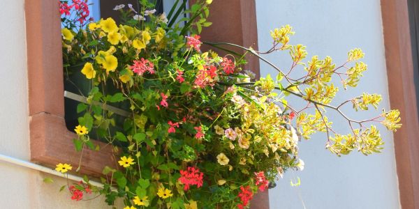 LES FLEURS ESTIVALES DE SARRALBE : ÉCLATS DE BEAUTÉ AU COEUR DE LA CHALEUR