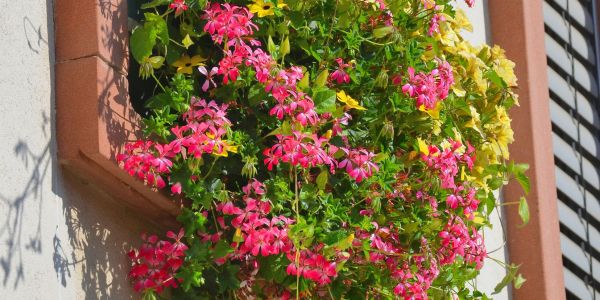 LES FLEURS ESTIVALES DE SARRALBE : ÉCLATS DE BEAUTÉ AU COEUR DE LA CHALEUR