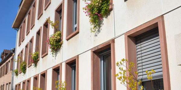LES FLEURS ESTIVALES DE SARRALBE : ÉCLATS DE BEAUTÉ AU COEUR DE LA CHALEUR