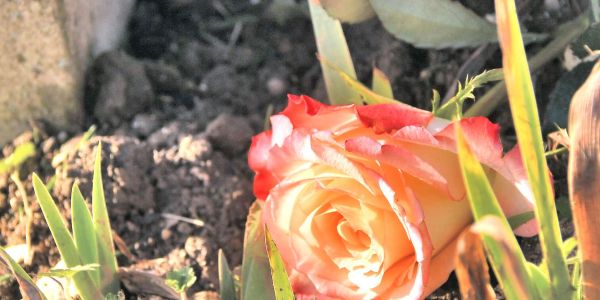 COMMÉMORATION DU 11 NOVEMBRE